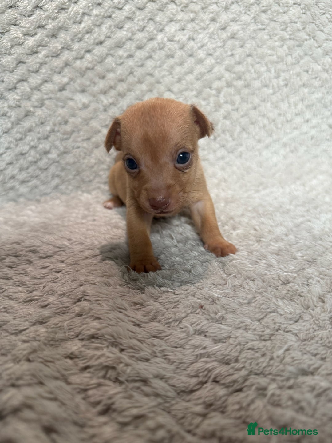 Jack Russell dogs for sale: Stunning litter of miniature Jack Russell puppies - Image 9