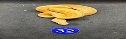 Python Snake reptiles for sale: Royal pythons  - Advert 2