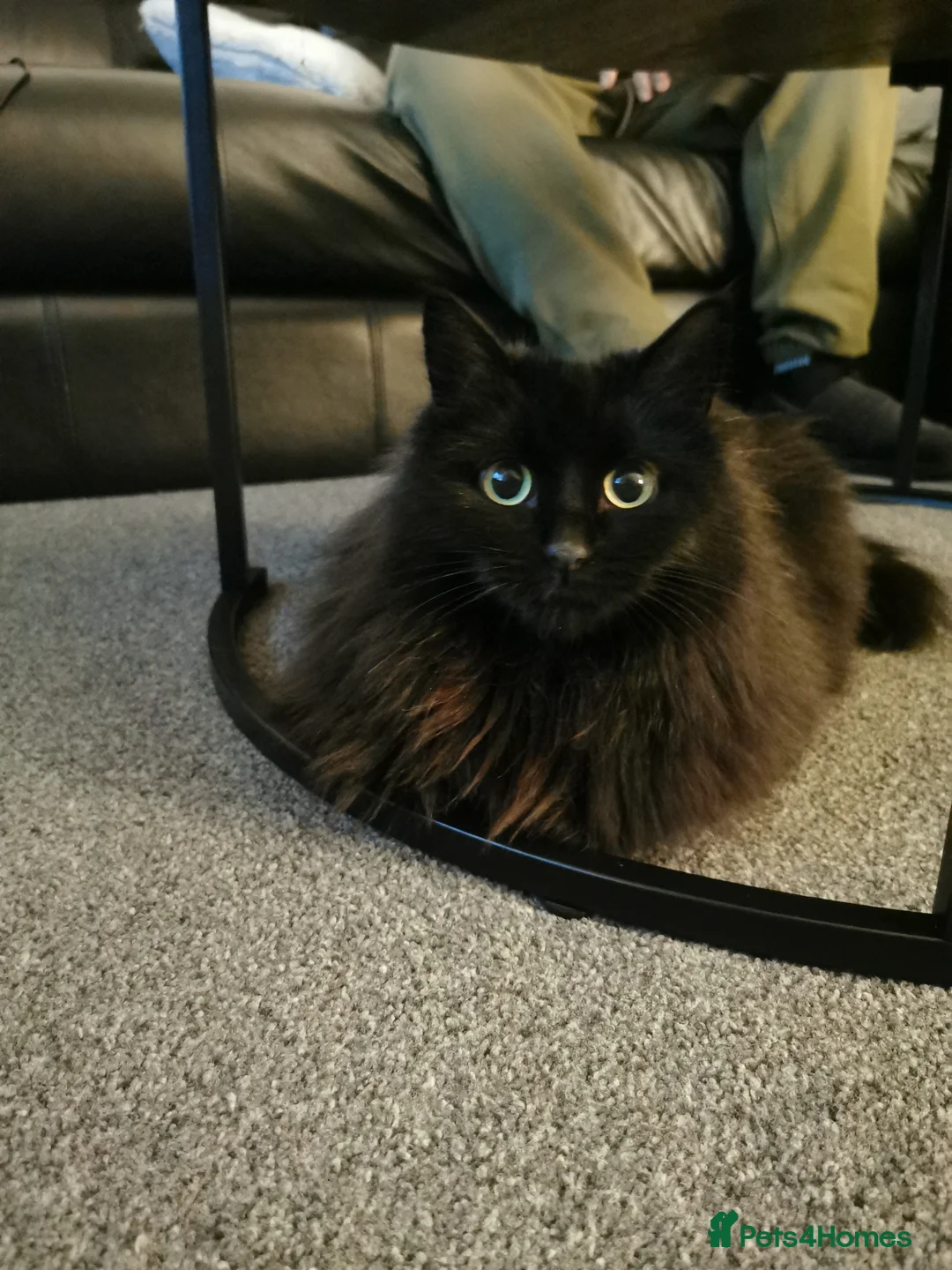 Mixed Breed cats for sale: Mixed breed long hair - Advert 1