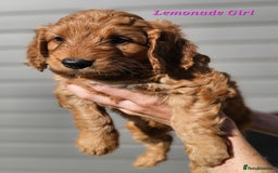 Mixed Breed dogs for sale: F2 Cockapoo's  - Image 3