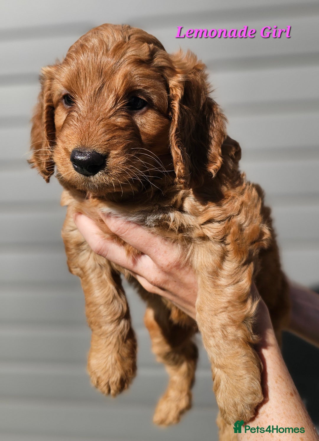 Mixed Breed dogs for sale: F2 Cockapoo's  - Image 3