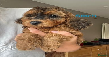 Cockapoo dogs - Advert 5