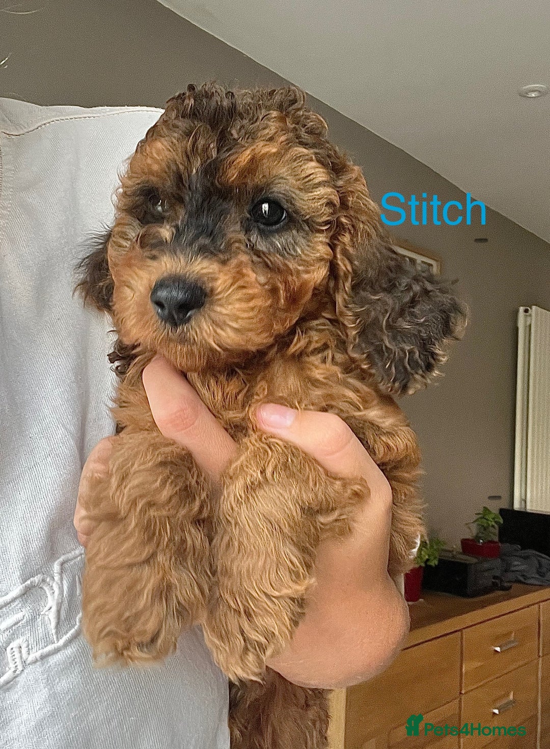 Cockapoo dogs for sale: F2B Red Cockapoos **BOTH PARENTS DNA CLEAR** - Image 2