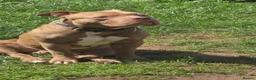 American Bully dogs for stud: Boy American bully  - Advert 2