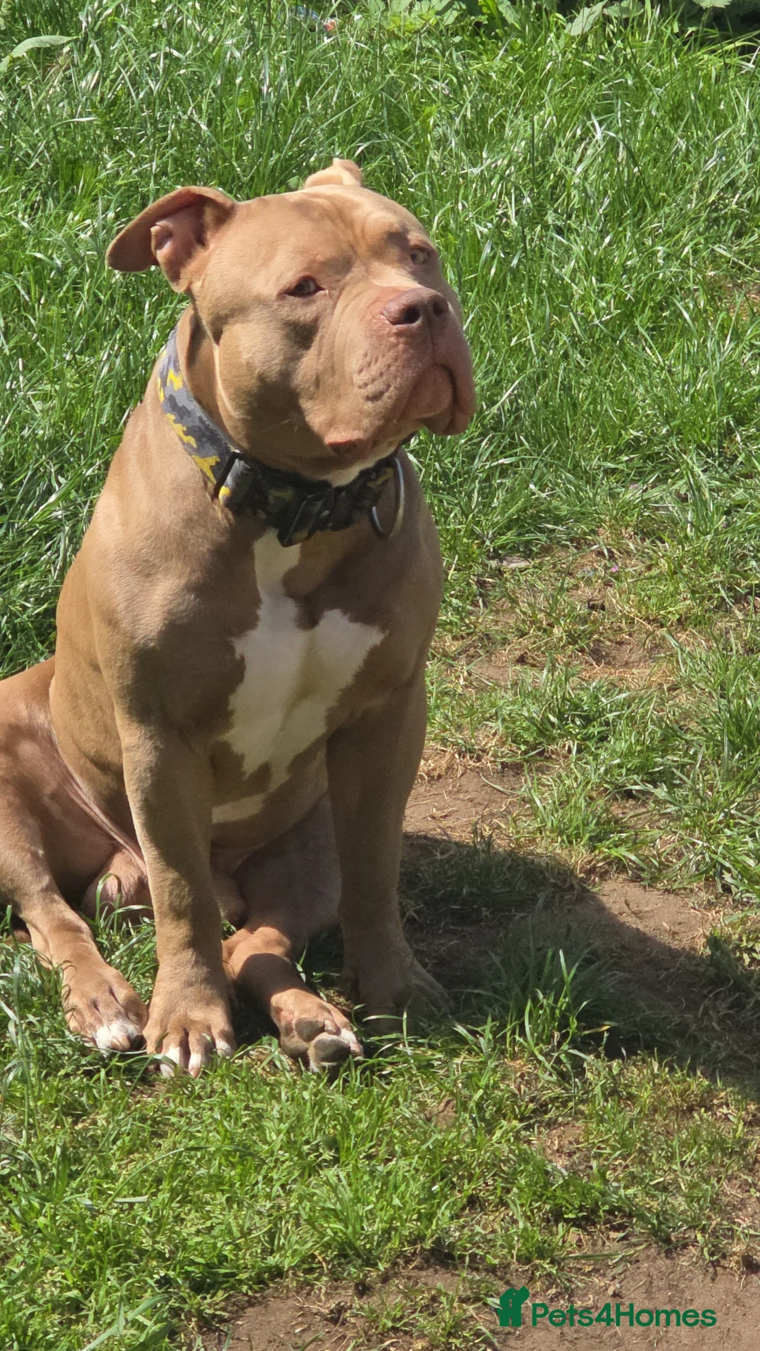 American Bully dogs for stud: Boy American bully  - Advert 2