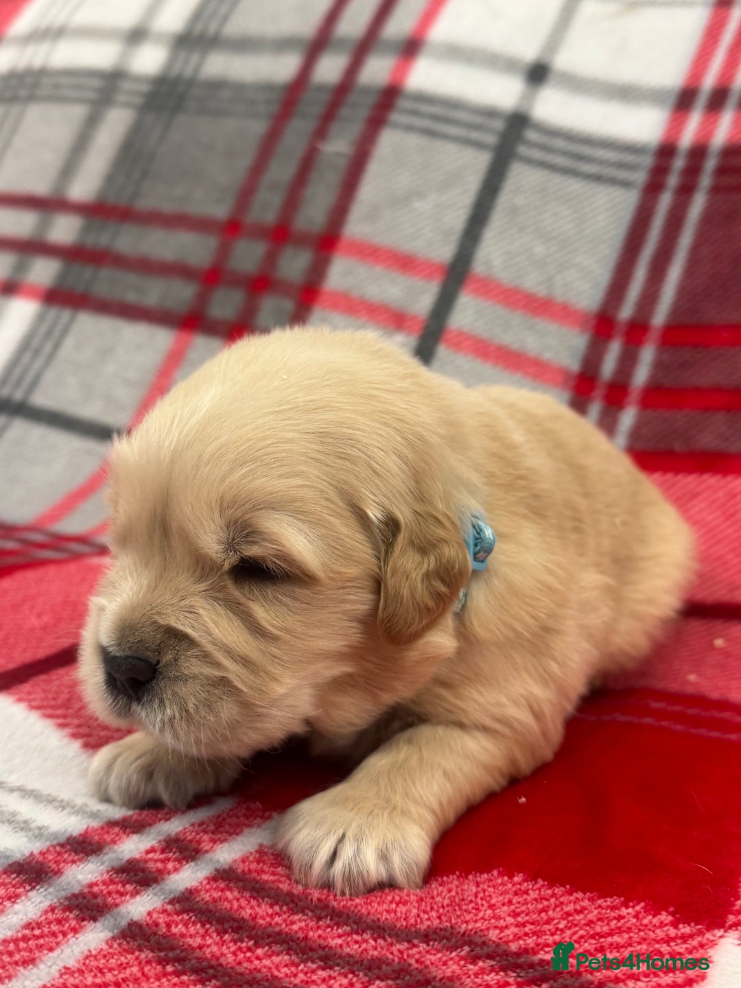 Golden Retriever dogs for sale: Top Class KC registered Golden Retrievers  - Advert 10