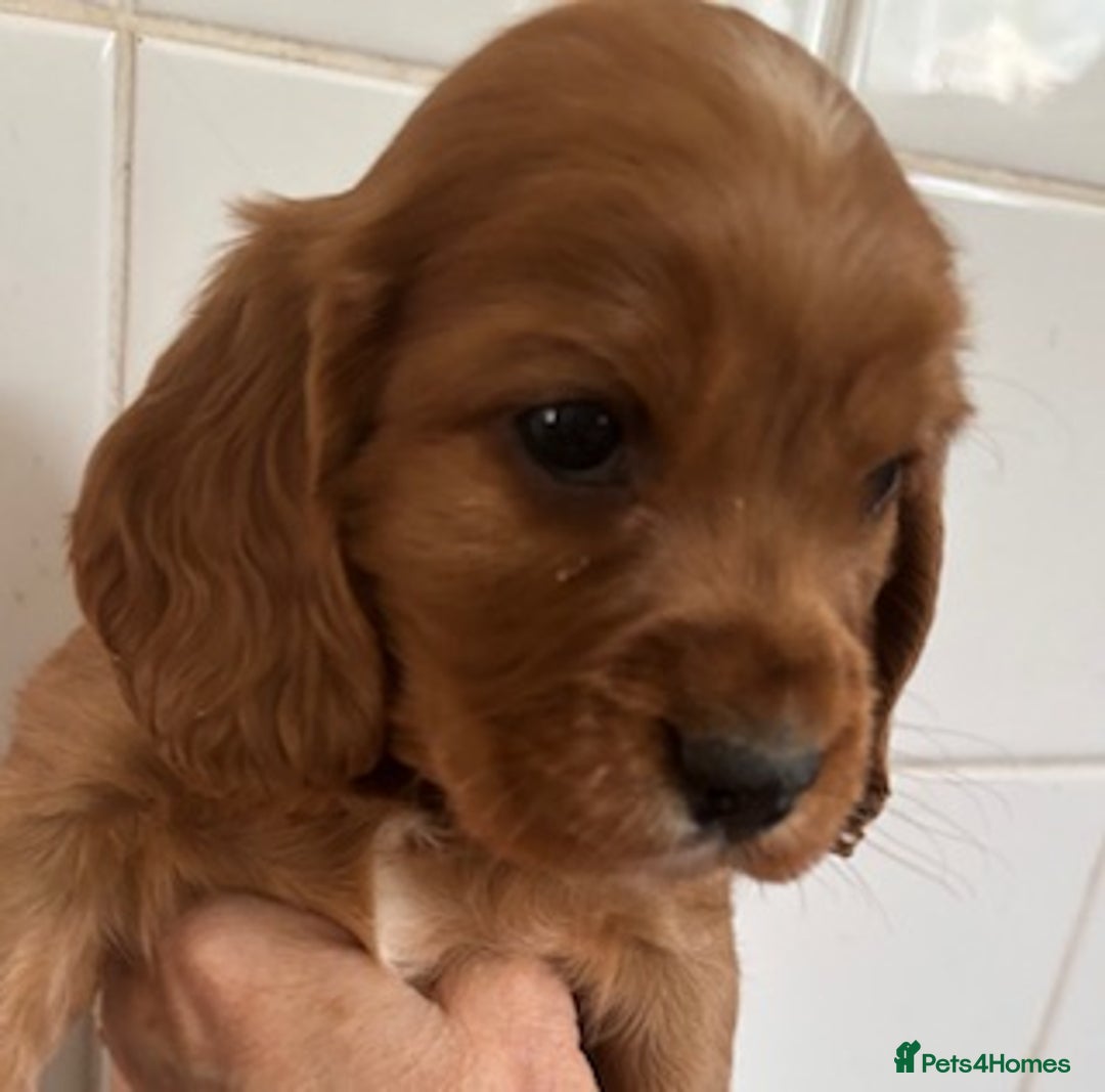 Cockalier dogs for sale: Cockalier puppies from KC parents - DNA CLEAR - Image 3