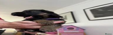Purple Girl