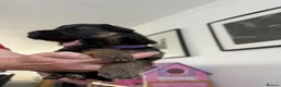 German Shepherd dogs for sale: German Shepherd Stunning Litter! - Advert 14