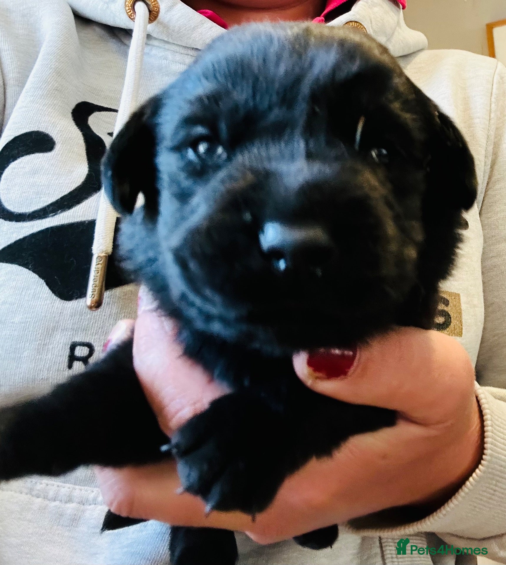 Labrador Retriever dogs Beautiful chunky black lab puppies  - Advert 2