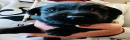 Labrador Retriever dogs for sale: Beautiful chunky black lab puppies  - Advert 2