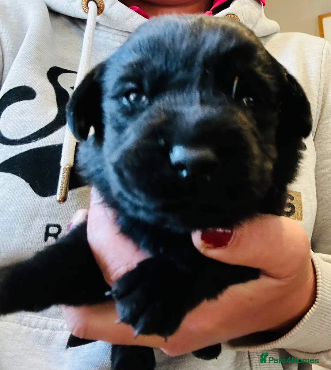 Labrador Retriever dogs for sale: Beautiful chunky black lab puppies  - Advert 2