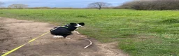 Border Collie dogs for sale: Beautiful border collie girl  - Advert 5