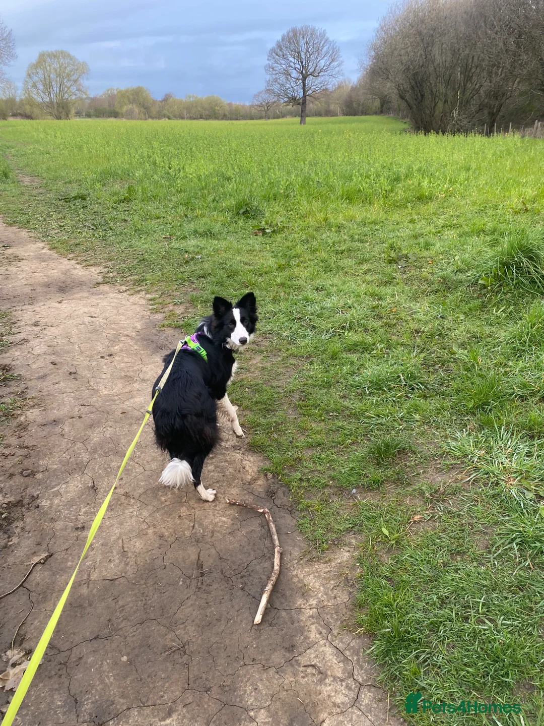 Border Collie dogs for sale: Beautiful border collie girl  - Advert 5