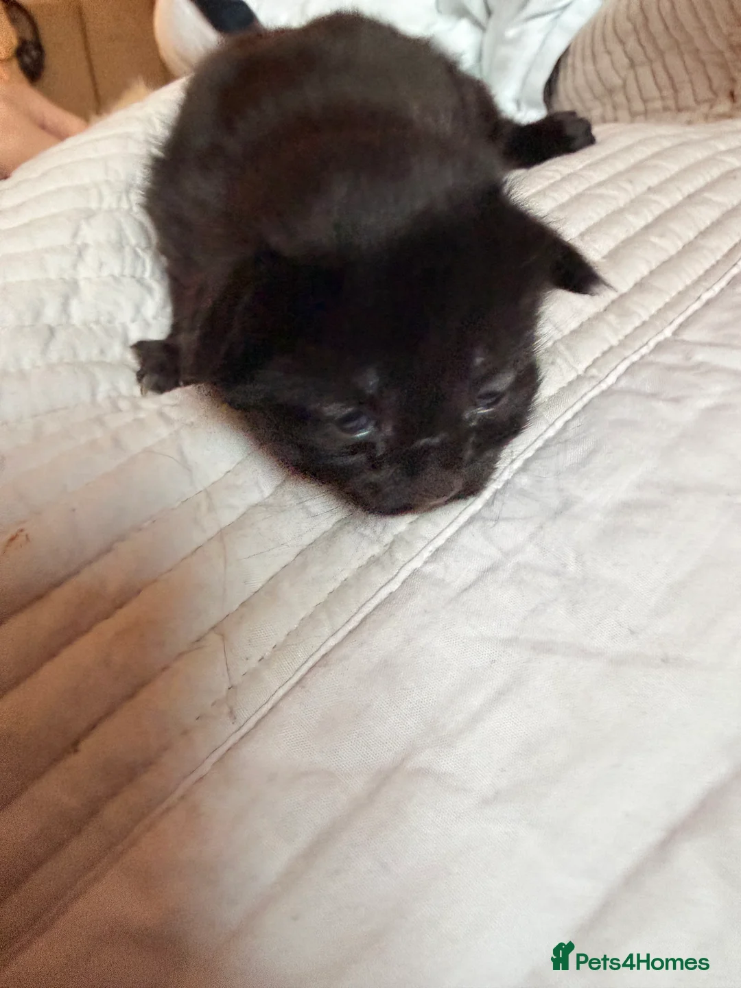 British Shorthair cats for sale: Kittens READY 16/08 - Advert 2