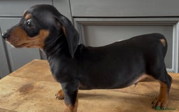 Dachshund dogs for sale: Ready Now, Male Black and Tan Dachshund  - Image 27
