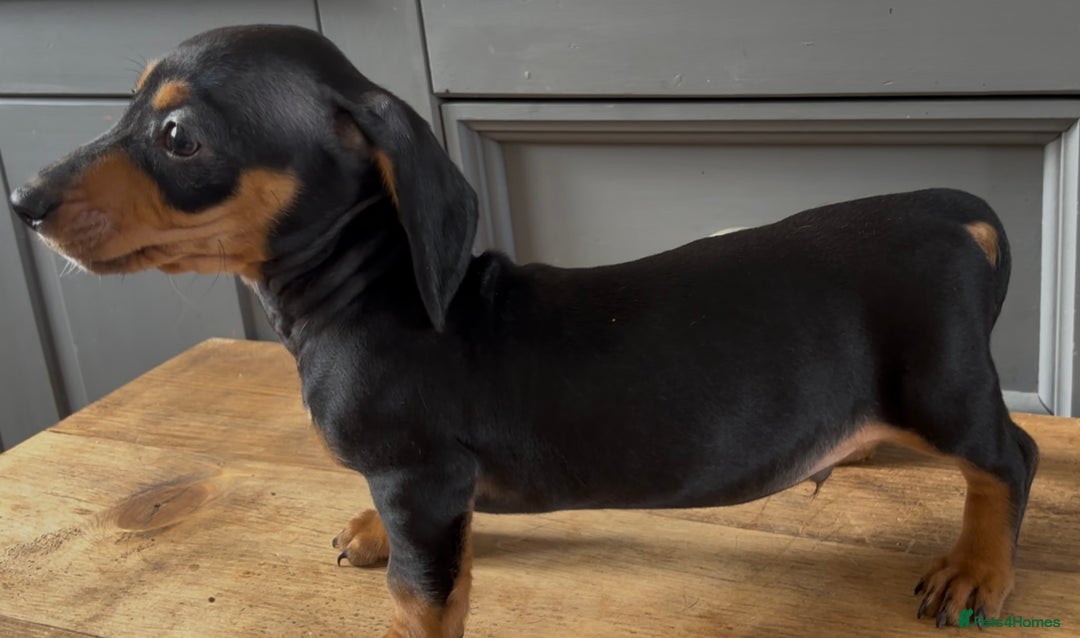 Dachshund dogs for sale: Ready Now, Male Black and Tan Dachshund  - Image 27