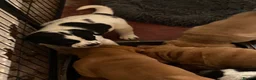 Mixed Breed dogs for sale: Sharpei x Ridgeback reserved - Advert 5