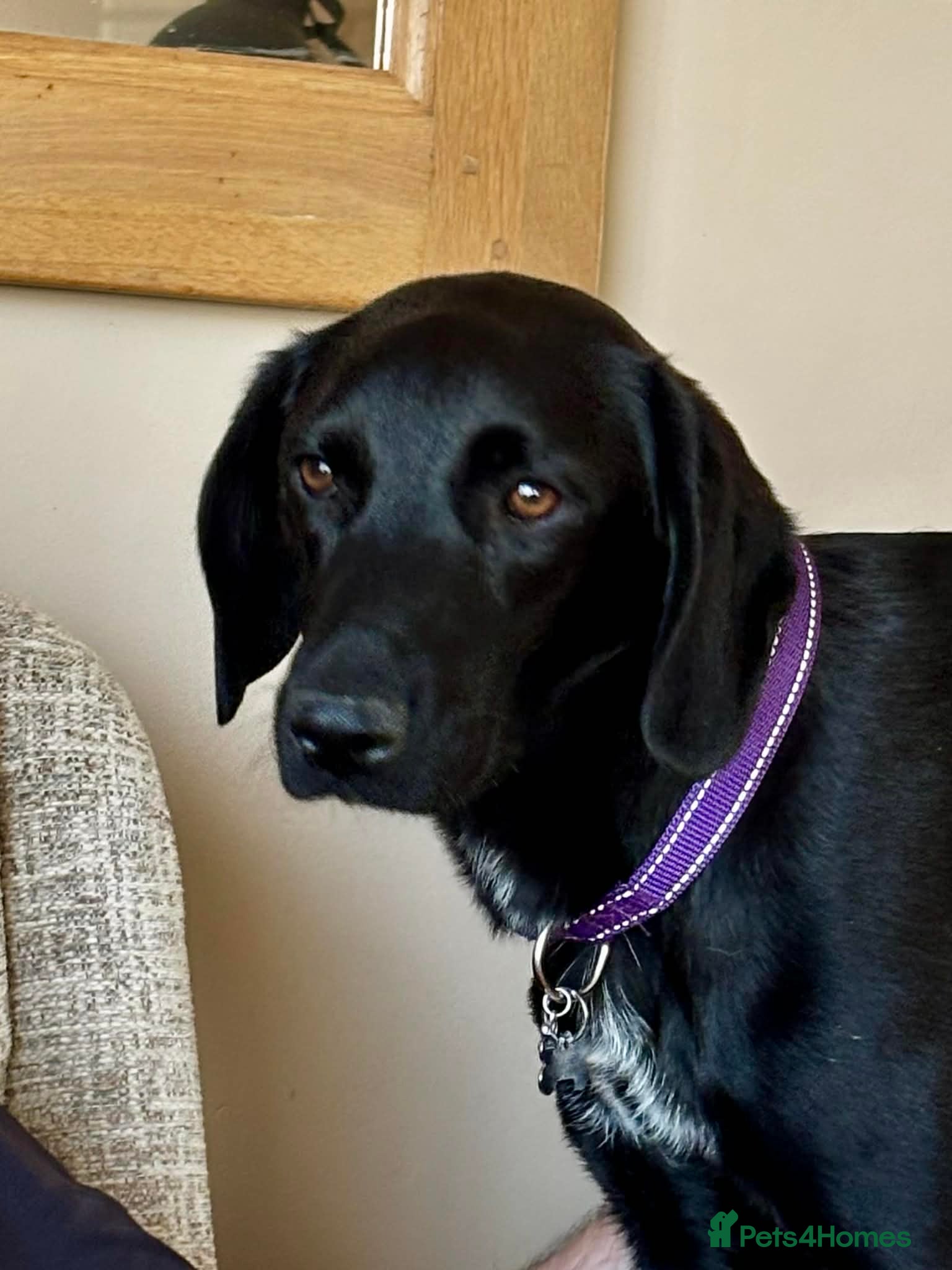 Mixed Breed dogs Sadie – 9 months old, Mixed Breed Girl Pup - Advert 9