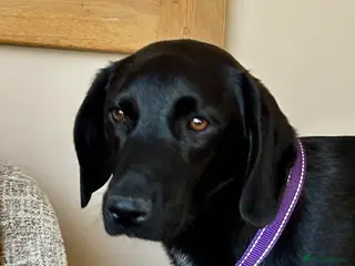 Mixed Breed dogs Sadie – 9 months old, Mixed Breed Girl Pup - Advert 9