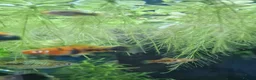 Platies fish for sale: Platy - Advert 11