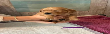 Golden Retriever 6