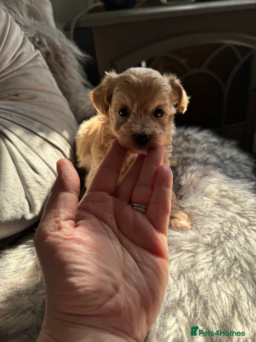 Maltipoo dogs for sale: TEDDY BEAR MALTIPOO PUPPIES  - Image 14