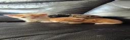 Mixed Breed cats for sale: 5 mixed colour kittens in Stevenage - Advert 14