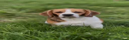 Beagle dogs for sale: CRACKER THE BEAUTIFUL BEAGLE  - Advert 8