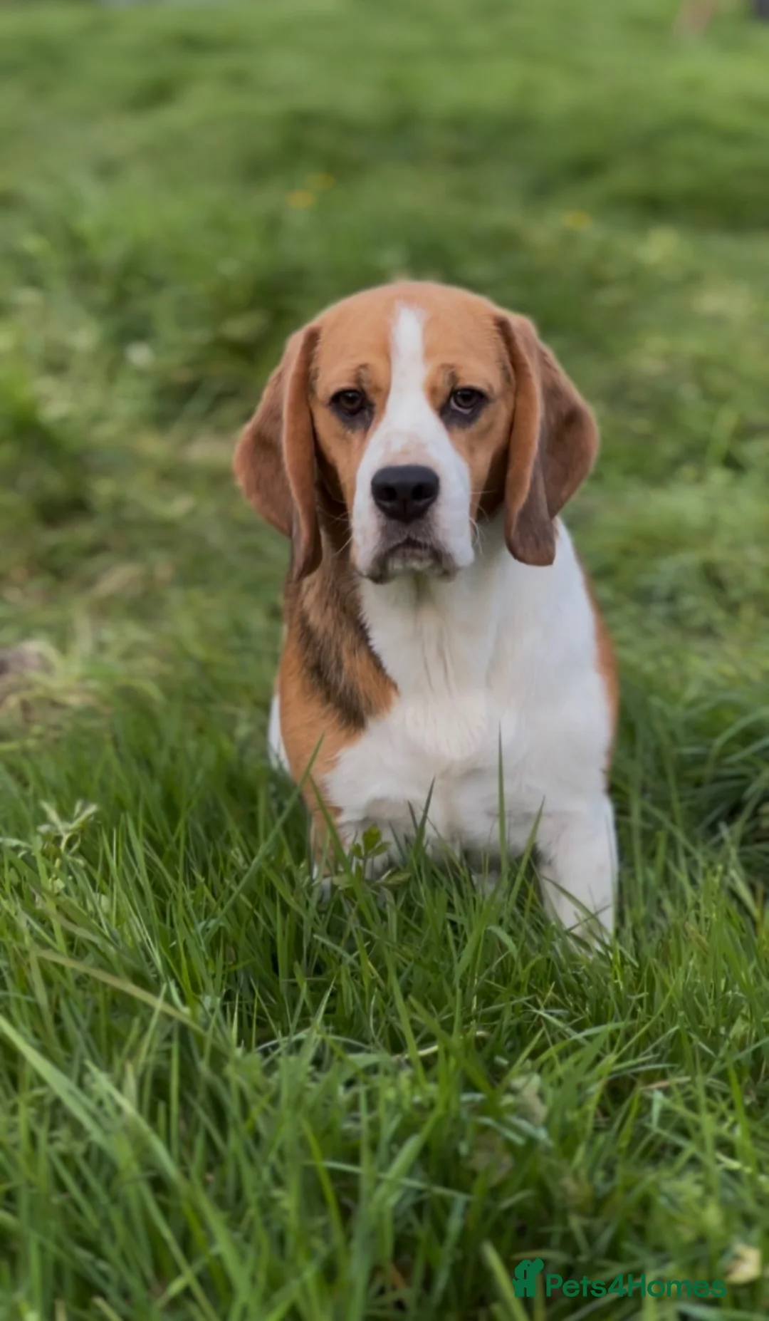 Beagle dogs for sale: CRACKER THE BEAUTIFUL BEAGLE  - Advert 8