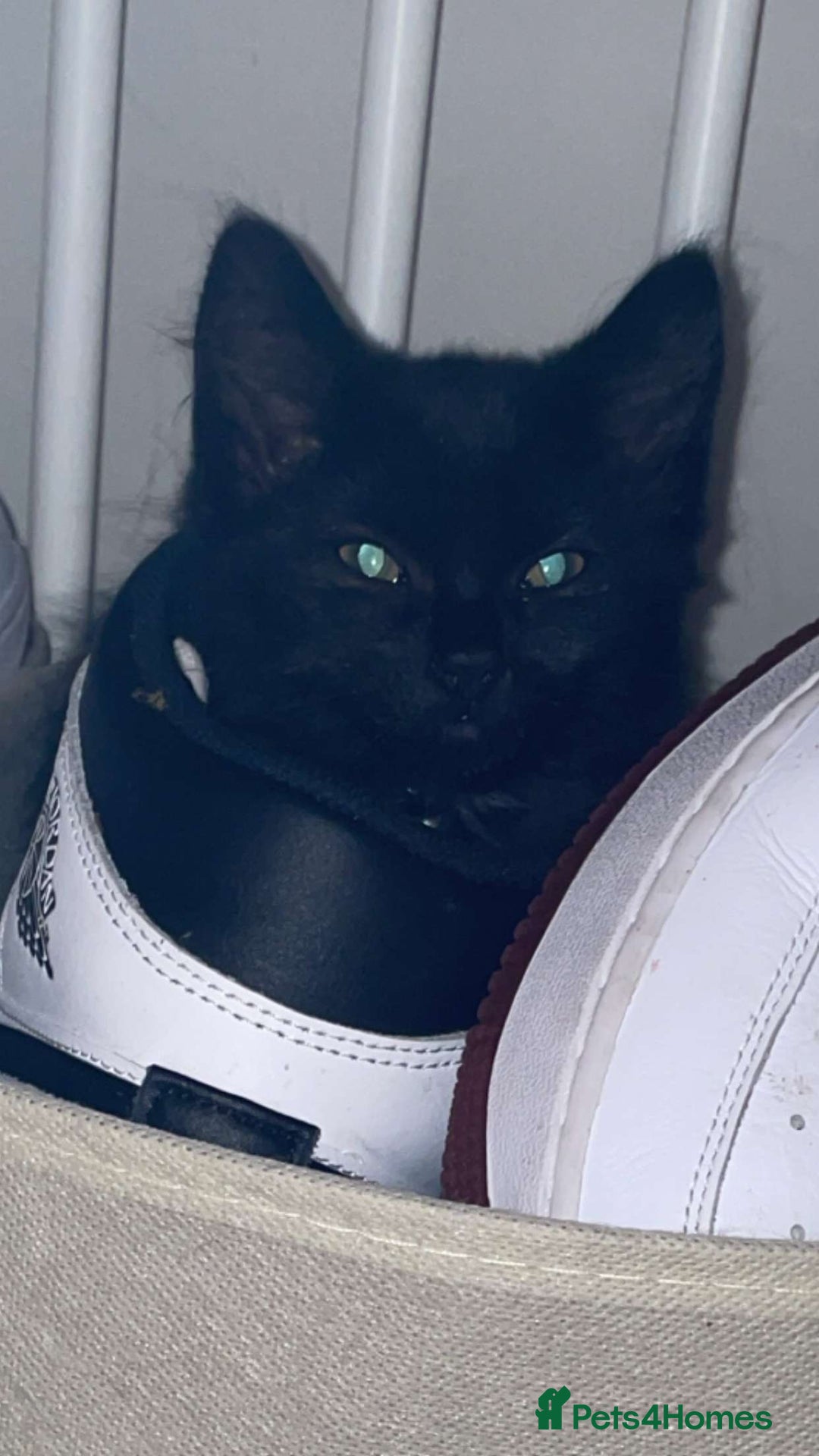 Bombay cats for sale: Two Gorgeous Girls - Advert 4