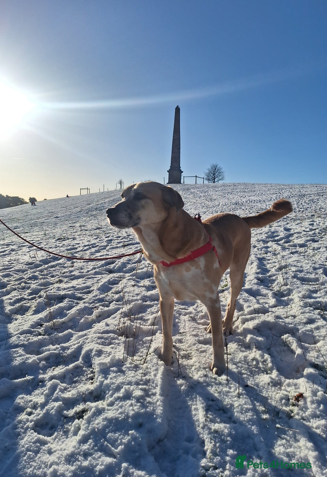 Mixed Breed dogs for sale: Beautiful older fella for adoption - Advert 2