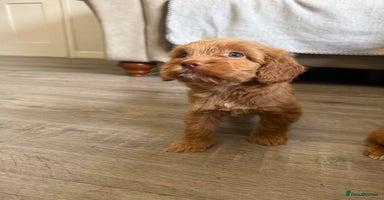 Cockapoo dogs - Advert 16