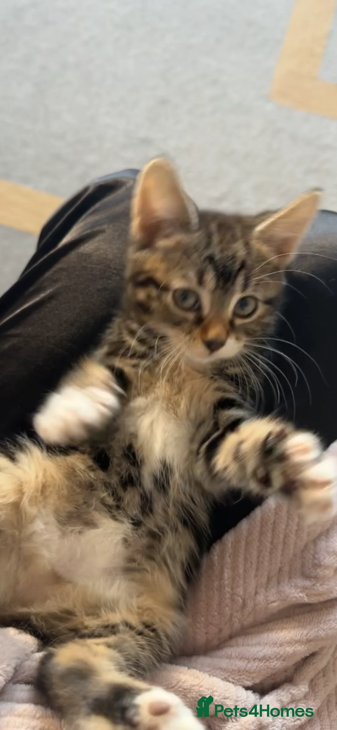 Turkish Angora cats for sale: Full white Female🐱 😍 - Advert 17