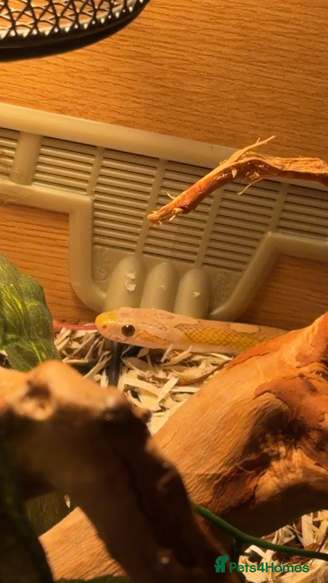 Corn Snake reptiles for sale: Corn snake (comes with everything) - Advert 2