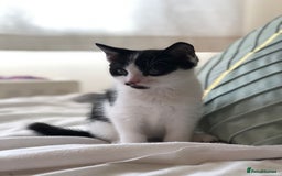 Domestic Shorthair cats for sale: 5 adorable mixed kittens, Russian Blue & Shorthair - Advert 19