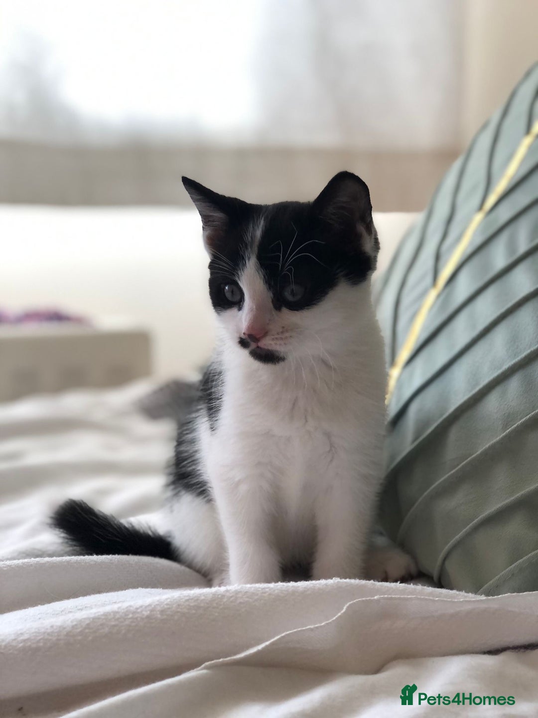 Domestic Shorthair cats for sale: 5 adorable mixed kittens, Russian Blue & Shorthair - Advert 19