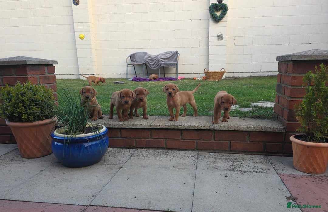 Labrador Retriever dogs for sale: KC Registered Fox Red Labrador Puppies - Image 13