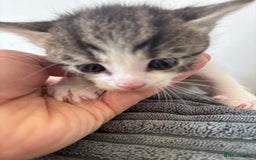 Mixed Breed cats for sale: 1 cutie left  - Image 2