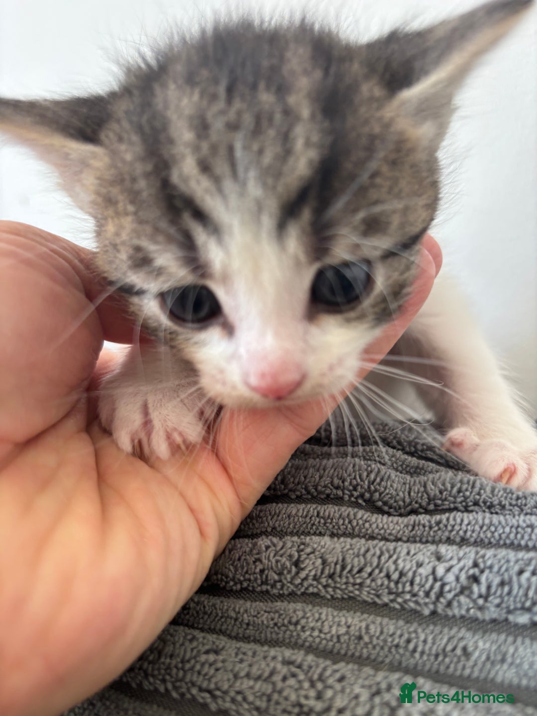 Mixed Breed cats for sale: 1 cutie left  - Image 2