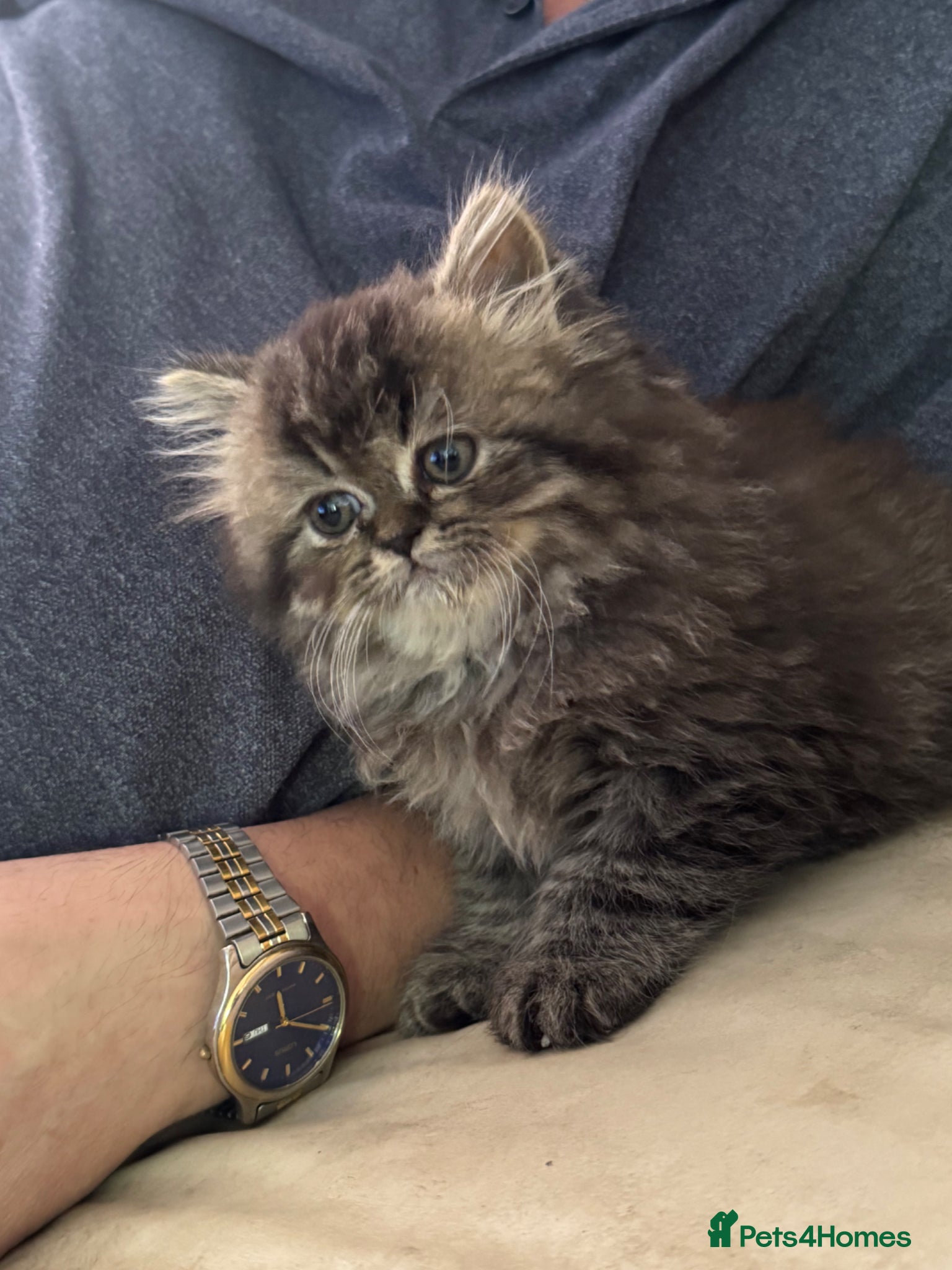 Persian cats for sale: Persian chinchilla  - Advert 18