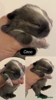 Mini Lop rabbits - Advert 4