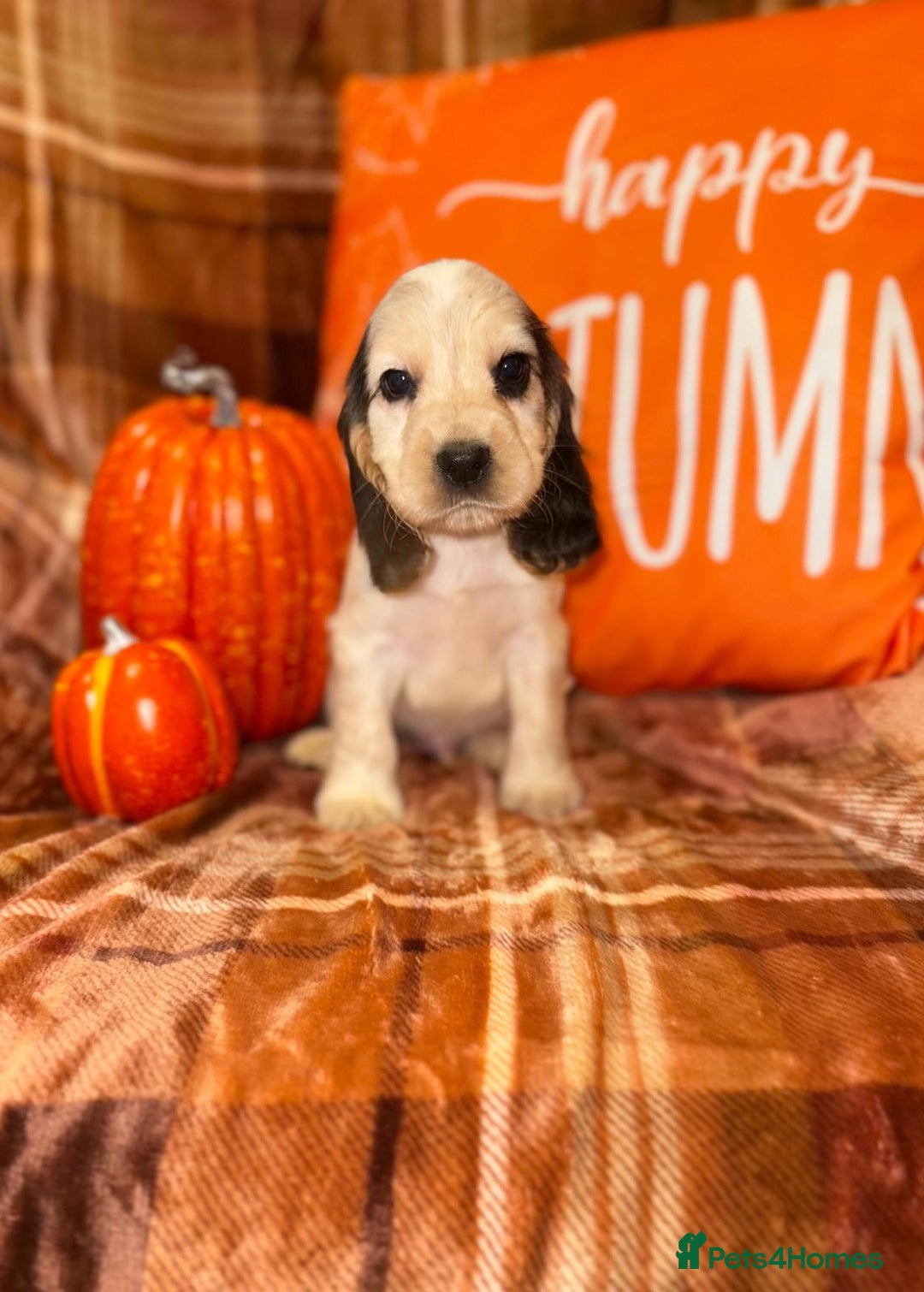 Cocker Spaniel dogs for sale: 🧡💛❤️Stunning KC Show Cocker Spaniels❤️🩷🧡 - Image 27