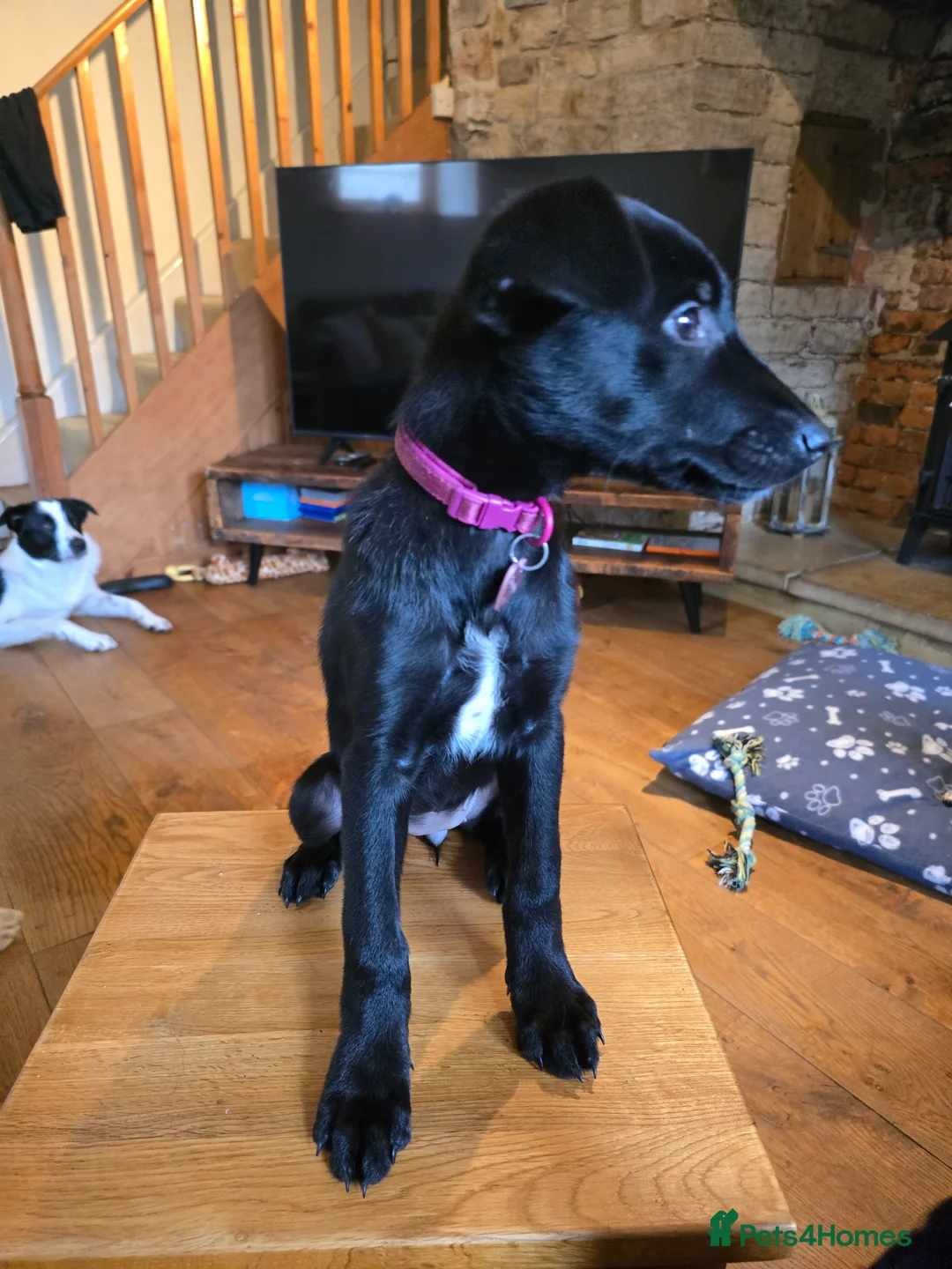 Mixed Breed dogs for sale: Doberman x Border Collie Pup - Advert 6