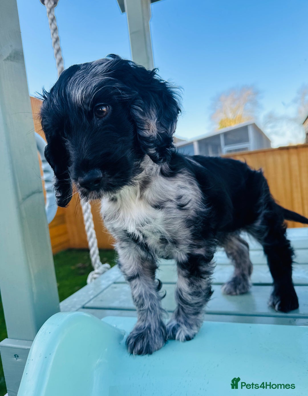 Cockapoo dogs for sale: Cockapoo Babies 🐾🐾🐾 - Advert 11