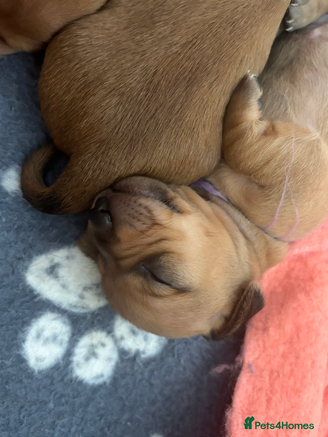 Miniature Dachshund dogs for sale: Beautiful Miniature Dachshund Puppies - Image 3