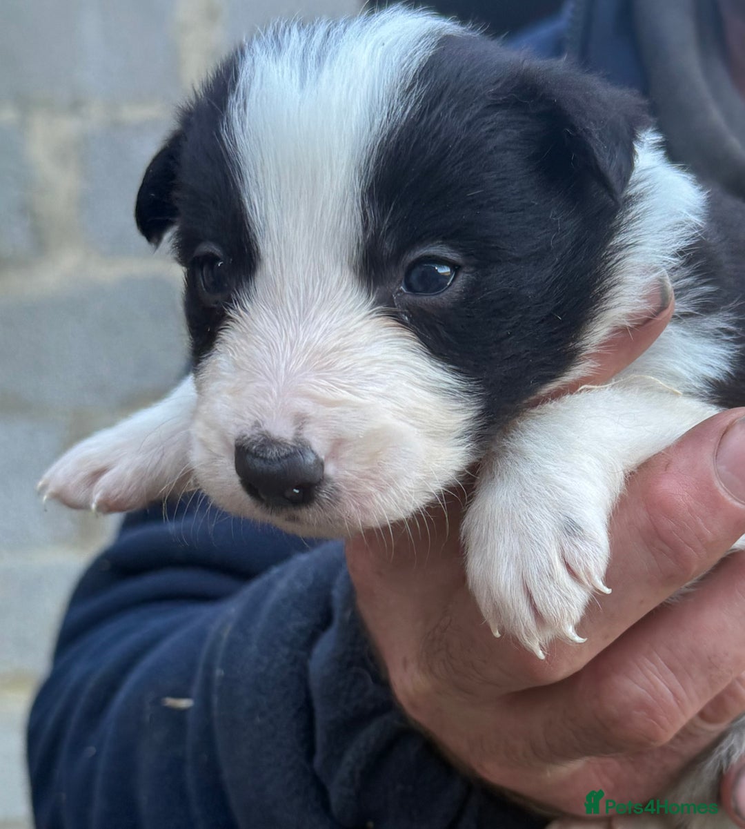Border Collie dogs for sale: Border collie pups  - Image 3