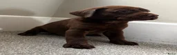 Labrador Retriever dogs for sale: Labrador puppy’s health tested  - Advert 3