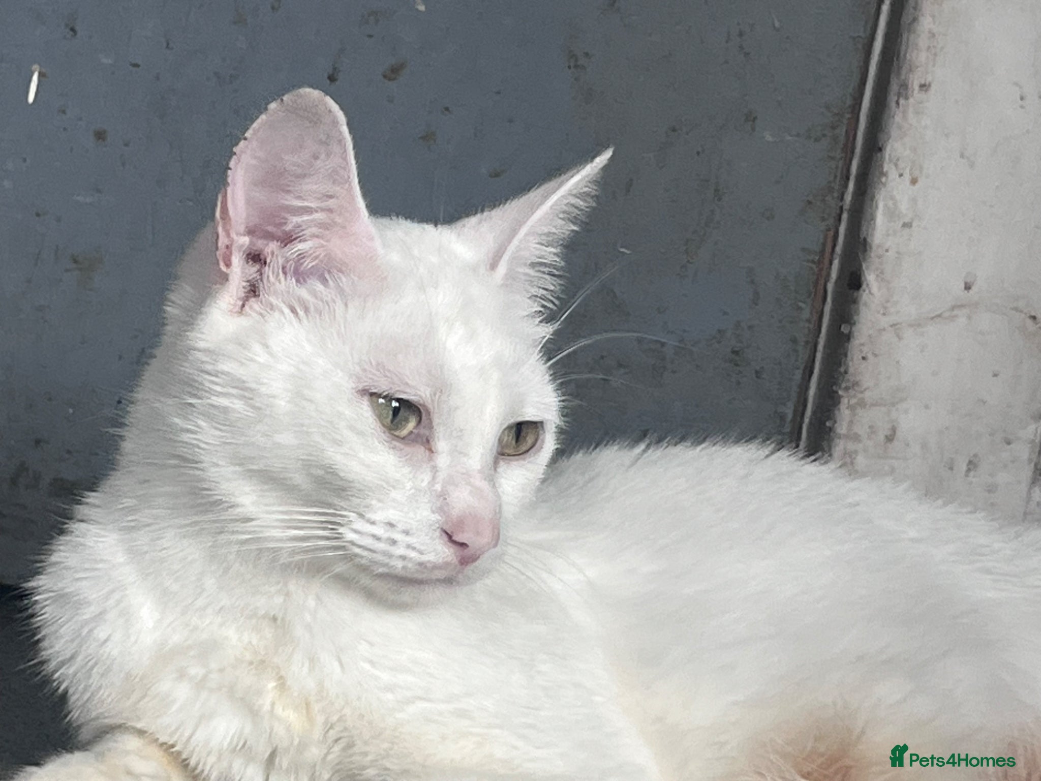 Mixed Breed cats Gorgeous Turkish Angora Queen - Advert 4