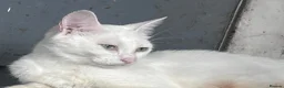 Mixed Breed cats for sale: Gorgeous Turkish Angora Queen - Advert 1
